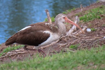 Brown ibis at the river in Florida nature, closeup