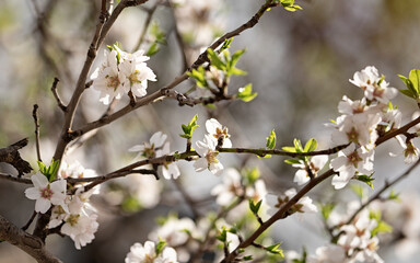 White tree flowers in spring.
