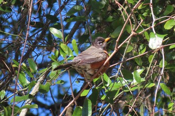 American Robin bird chick on tree in Florida nature