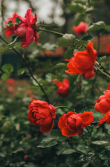 A stunning and beautiful display of vibrant red roses flourishing elegantly in a picturesque garden setting