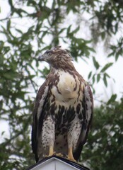 Cooper's hawk hunting in the yard in Florida nature, closeup