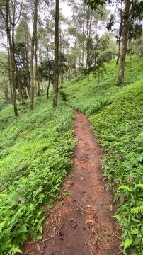 Single lane dirt footpath in the middle of dense natural pine forest trees on the Mount Merapi hills. Beautiful spruce forest. Connecting roads between villages or small towns surrounded by forests