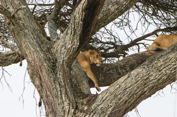 lionne dans les arbres dans le parc Serengeti en Tanzanie