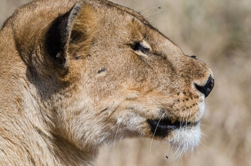 lionne dans le parc Serengeti en Tanzanie