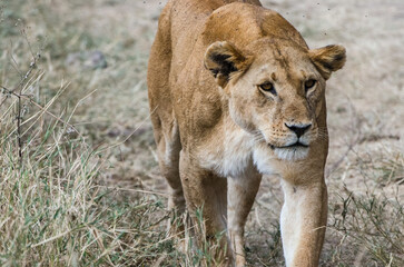 lionne dans le parc Serengeti en Tanzanie