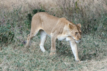 Naklejka premium lionne dans le parc Serengeti en Tanzanie