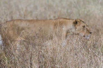 lionne dans le parc Serengeti en Tanzanie