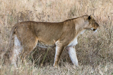 lionne dans le parc Serengeti en Tanzanie
