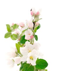 Flowering branch of apples.