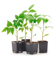 Seedlings of tomato in plastic  pot.