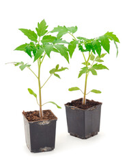 Seedlings of tomato in plastic  pot.