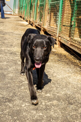 Mongrel rescued dog in the shelter waiting for adoption.