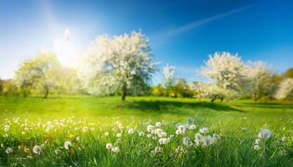 beautiful blurred spring background nature with blooming glade trees and blue sky on a sunny day