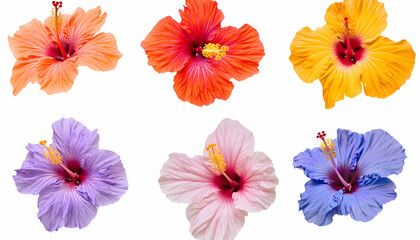 Hibiscus Flowers Collection: Vibrant hibiscus flowers in various colors, ideal for creative displays.