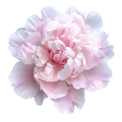 Pink peony isolated on transparent background