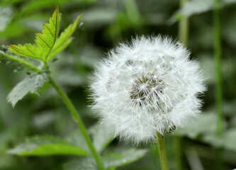dandelion on green background