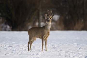 white tailed deer