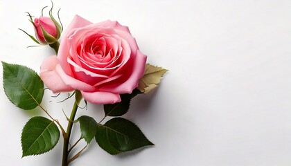 Fototapeta premium Pink rose with stem and leaves, white background