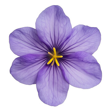 Purple flower isolated on transparent background