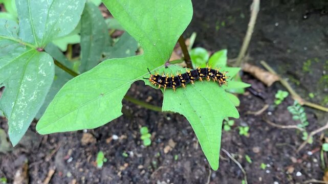 A hairy caterpillar sticks to sweet potato leaf. The initial stage of insect life is in the form of butterfly or moth larvae. Spiny and poisonous caterpillars.
