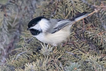 Black-capped chickadee on a spruce tree in winter