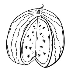 Watermelon hand drawn. Summer fruit from tropics in sketch style. Vector engraved illustration. drawing element for design