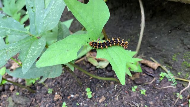 A hairy caterpillar sticks to sweet potato leaf. The initial stage of insect life is in the form of butterfly or moth larvae. Spiny and poisonous caterpillars.