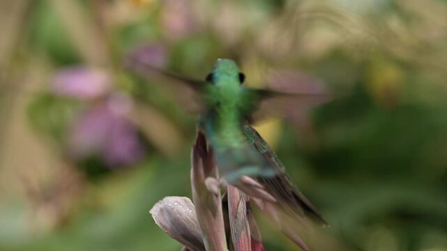 Mexican violetear, Colibri thalassinus, hummingbird with flower in the nature habitat. Wild bird from, Costa Rica. 