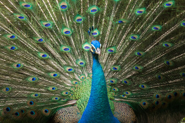 Obraz premium Beautiful peacock or Pavo cristatus with a fully fanned tail feathers in Malaysia