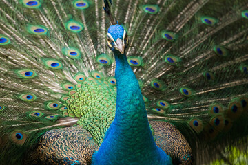 Obraz premium Beautiful peacock or Pavo cristatus with a fully fanned tail feathers in Malaysia