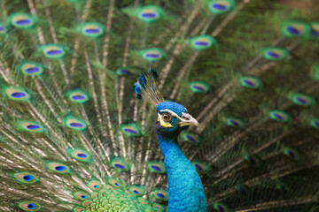 Obraz premium Beautiful peacock or Pavo cristatus with a fully fanned tail feathers in Malaysia