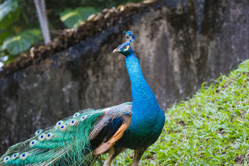 Obraz premium Beautiful peacock or Pavo cristatus with a fully fanned tail feathers in Malaysia