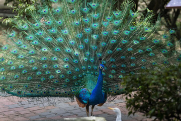 Obraz premium Beautiful peacock or Pavo cristatus with a fully fanned tail feathers in Malaysia