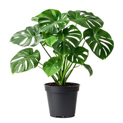 Lush Monstera Deliciosa Plant in Modern Black Pot on transparent background 