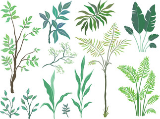 Set of palm trees and plants on white background. Tropical plants, decoration for summer, beach. Vector elements