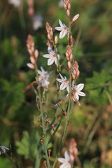 wild flowers of the wild strawberry