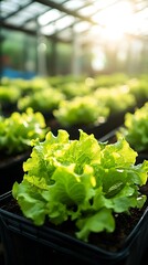 Young green lettuce plants are growing inside a greenhouse