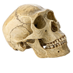 Detailed Close-Up of Human Skull with Cracks and Natural Coloration for Artistic or Educational Use