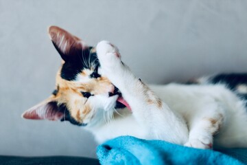 Close-up of a tabby cat meticulously grooming itself on a cozy blue blanket, capturing the feline's adorable and delicate nature in a serene indoor setting.