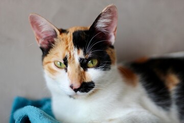 Close-up portrait of a tabby cat with striking green eyes resting on a soft blue blanket, displaying its unique coat pattern of black, orange and white markings on a neutral background.