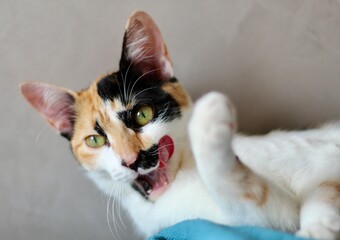 Close-up of a playful tabby cat with green eyes, looking directly at the camera with its mouth...