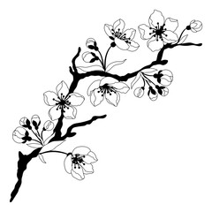 Fototapeta premium Illustration of branch with flower. Apple, sakura or cherry blossom.