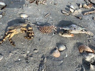 crab shells washed up on beach sand