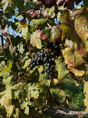 red wine grapes