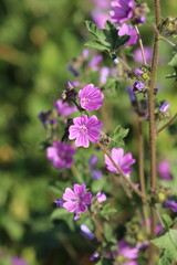 flowers in the garden, purple flowers and green leaves	