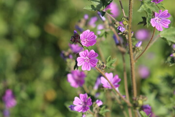 flowers in the garden, purple flowers and green leaves	