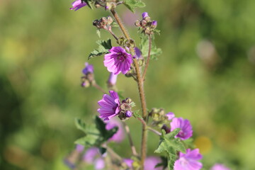 flowers in the garden, purple flowers and green leaves	