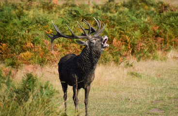 A stag bellows during the red deer mating season, known as the rut, in UK.