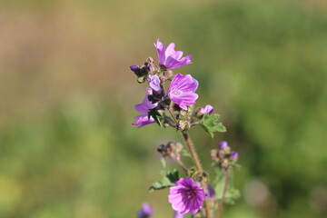 flowers in the garden, purple flowers and green leaves	