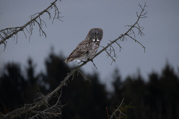 Great gray Owl Strix nebulosa ready to start its morning hunt